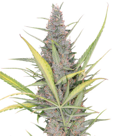 Семена сорта Original Auto Cheese fem (FastBuds)