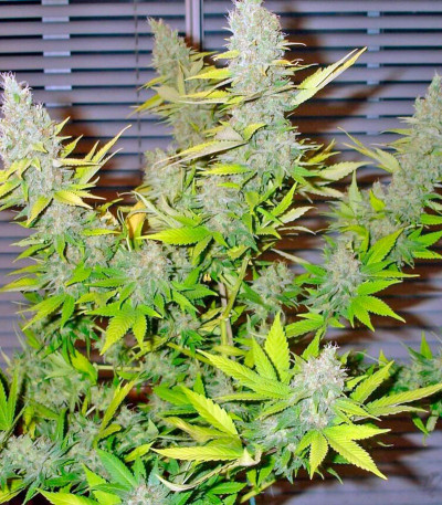 Семена сорта Cheese fem (Green House Seeds)