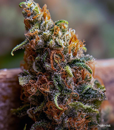 Семена сорта LSD-25 Auto fem