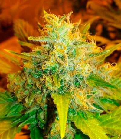 Семена сорта Excalibur fem