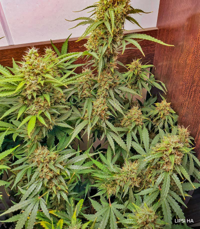 Семена сорта Gelato Auto fem (Семяныч)