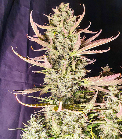 Семена сорта Smoothie Auto fem (FastBuds)