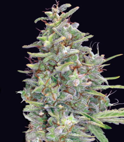 Семена сорта G13 Haze fem (Barney's Farm)