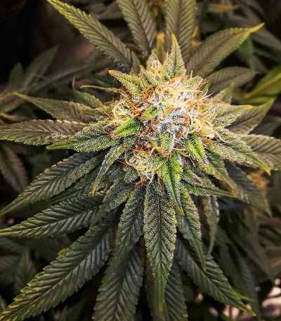 Семена сорта Lord Kush fem (Delicious Seeds)