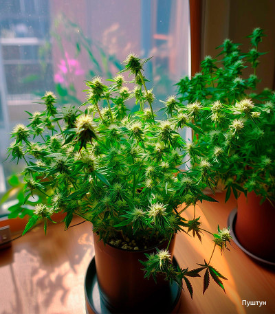 Семена сорта Auto Ak 2 fem (Семяныч)