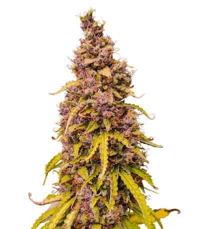 Семена сорта Gorilla Crunch Auto fem от Семяныча