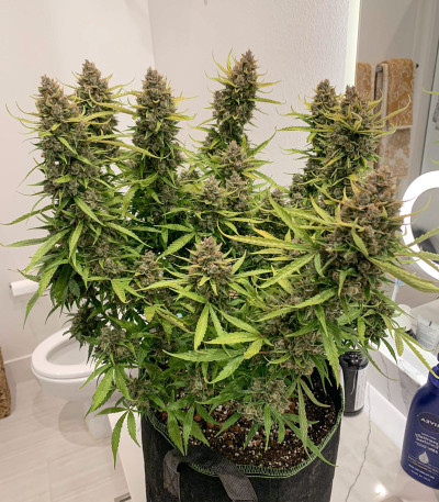 Семена сорта Auto Orange Bud fem (Dutch Passion)
