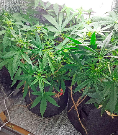 Семена сорта Blue Mystic Automatic (Blueberry Auto) fem (Nirvana Seeds)