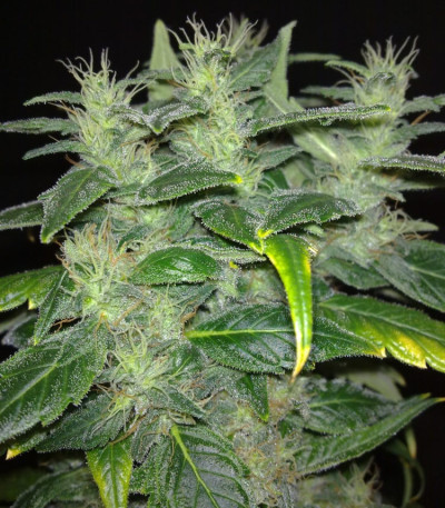Семена сорта Dieseltonic fem (Resin Seeds)