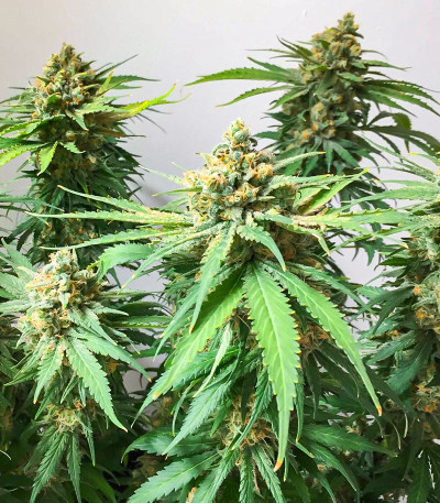 Семена сорта Hero Cookies fem (AlphaFem Seeds)