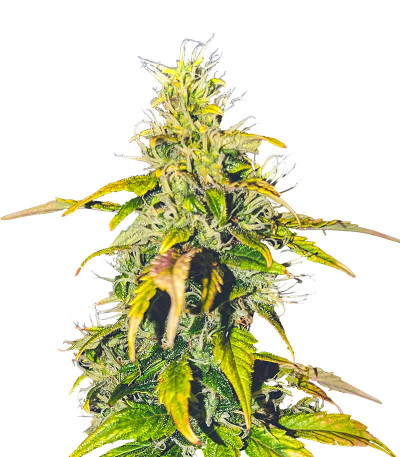 Семена сорта Auto Sweet Bourbon Kush fem (Dutch Passion)