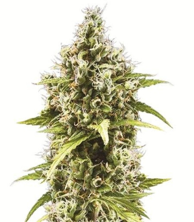 Семена сорта Auto Amnezia Platinum fem