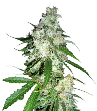 Семена сорта Power Kush fem (Dinafem Seeds)