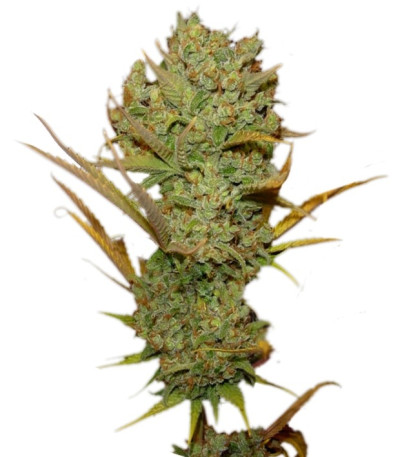 Семена сорта Super Silver Haze fem (Green House Seeds)