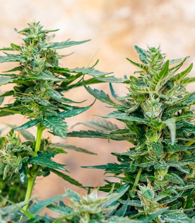 Семена сорта Auto CBD-Victory fem (Dutch Passion)