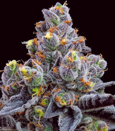 Семена сорта Garlic Cookies fem