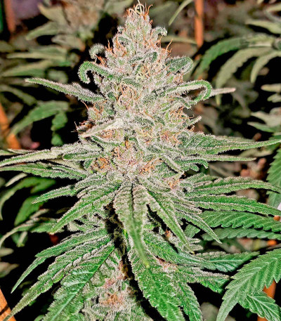 Семена сорта Gelato fem (Nirvana Seeds)