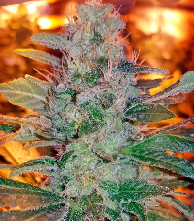 Семена сорта Kritikal-K fem