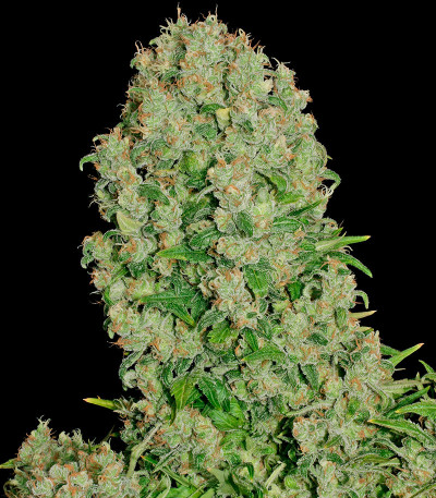 Семена сорта White Russian fem (Serious Seeds)