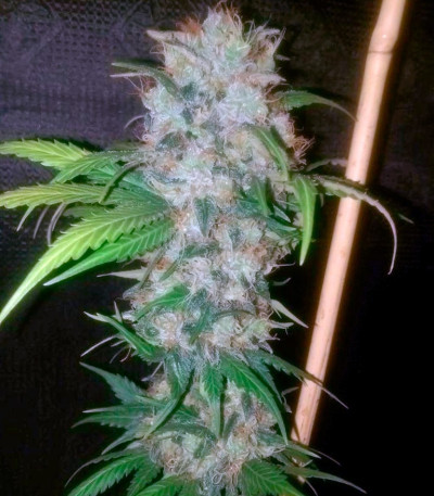 Семена сорта Cream Mandarine F1 Fast Version fem (Sweet Seeds)