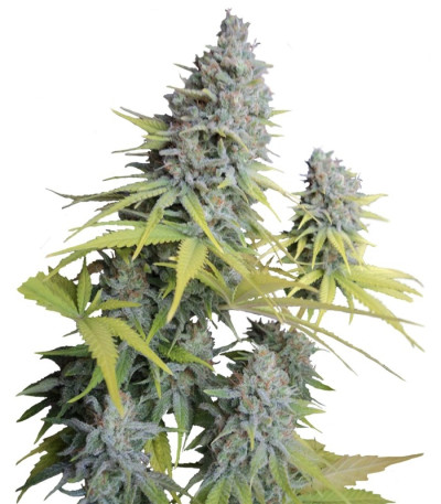 Семена сорта Big Foot fem (Sweet Seeds)
