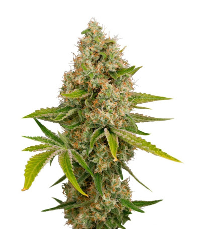 Семена сорта OG Kush Autoflowering fem (Dinafem Seeds)