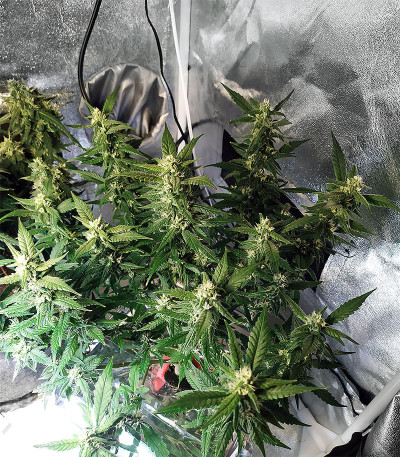 Семена сорта Auto Do-Si-Dos Cookies fem (00 Seeds)