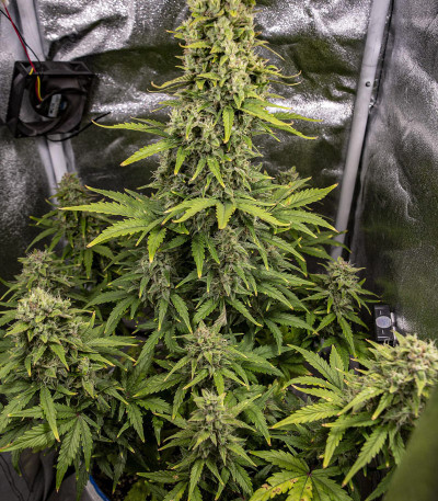 Семена сорта Auto Tutankhamon fem (Pyramid Seeds)
