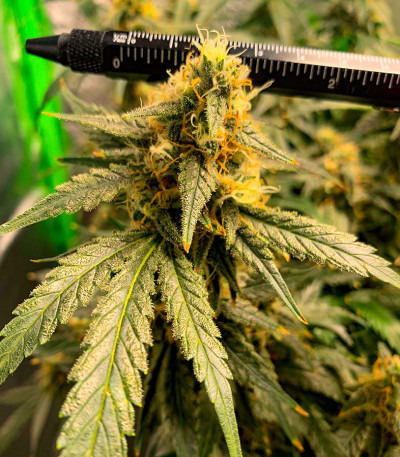 Семена сорта Do-Si-Dos Cookies fem (00 Seeds)