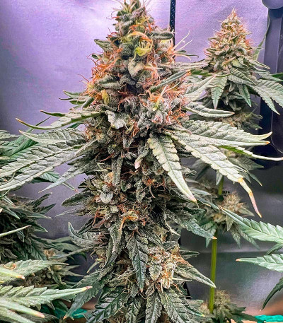 Семена сорта Lemon Drizzle fem (Barney's Farm)