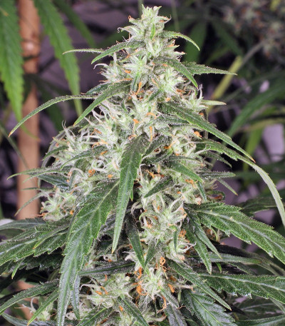 Семена марихуаны Mekong High