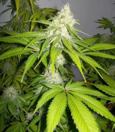 Семена сорта Sour Diesel fem (Royal Queen Seeds)