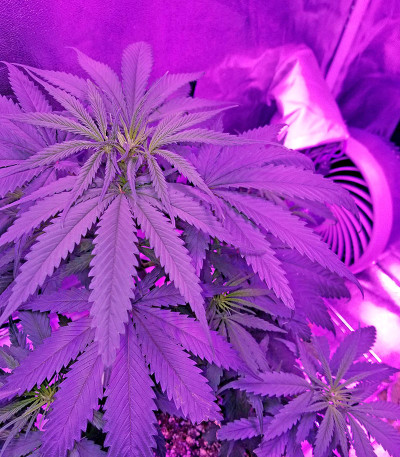 Семена сорта Sterling Haze (Super Silver Haze) reg (Nirvana Seeds)