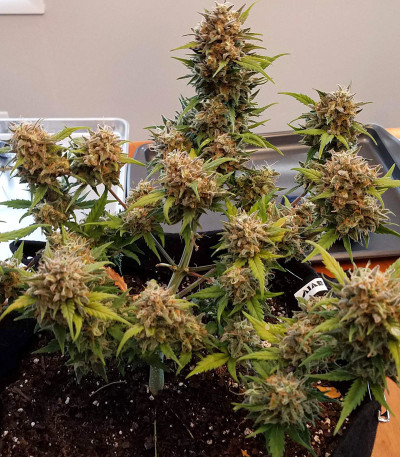 Семена сорта Super OG Kush fem (Pyramid Seeds)