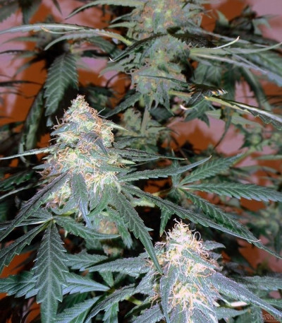 Семена сорта Sweet Mango Auto fem (Green House Seeds)