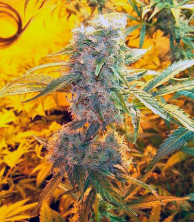 Семена сорта Double White fem (Sweet Seeds)