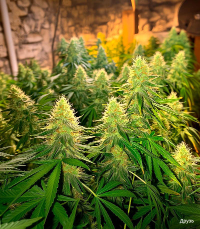 Семена сорта Y Griega fem