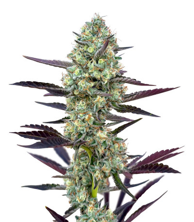 Семена сорта Poddy Mouth fem (Humboldt Seed Company)