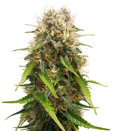 Семена сорта Triple G Auto fem (Royal Queen Seeds)
