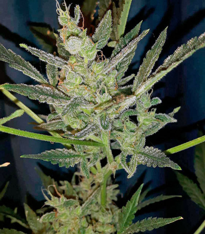 Семена сорта Bubblelicious Automatic fem (Nirvana Seeds)