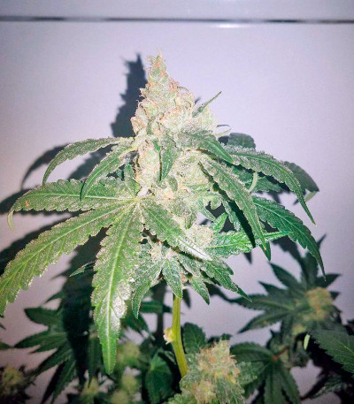 Семена сорта Super Skunk fem (Nirvana Seeds)