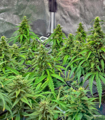 Семена сорта Florida Sunrise Auto fem (7CH American)