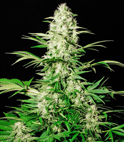 Семена сорта White Russian fem (Serious Seeds)