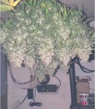 Семена сорта Californian Snow auto fem