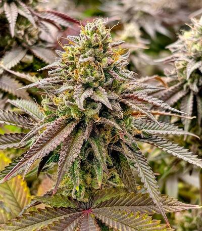 Семена сорта Insane OG