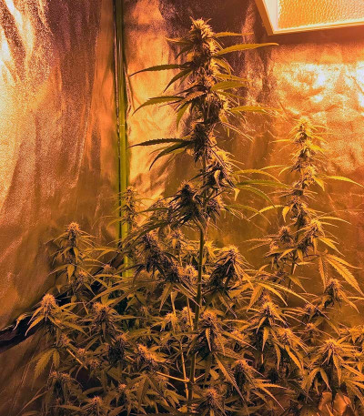 Семена сорта Botafumeiros fem (Sweet Seeds)
