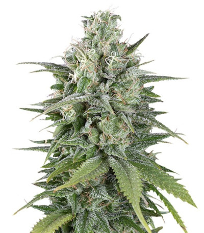 Семена сорта UK Cheese Auto fem (Humboldt Seeds)