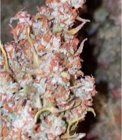 Семена сорта Original Auto Skunk fem (FastBuds)