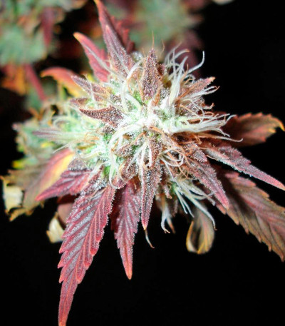 Семена сорта Bubba Kush 2.0 fem