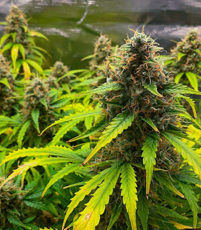 Семена сорта Godzilla Cookies Auto fem (Herbies Seeds)